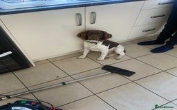 English Springer Spaniel dogs for sale: Springer spaniel  - Image 6
