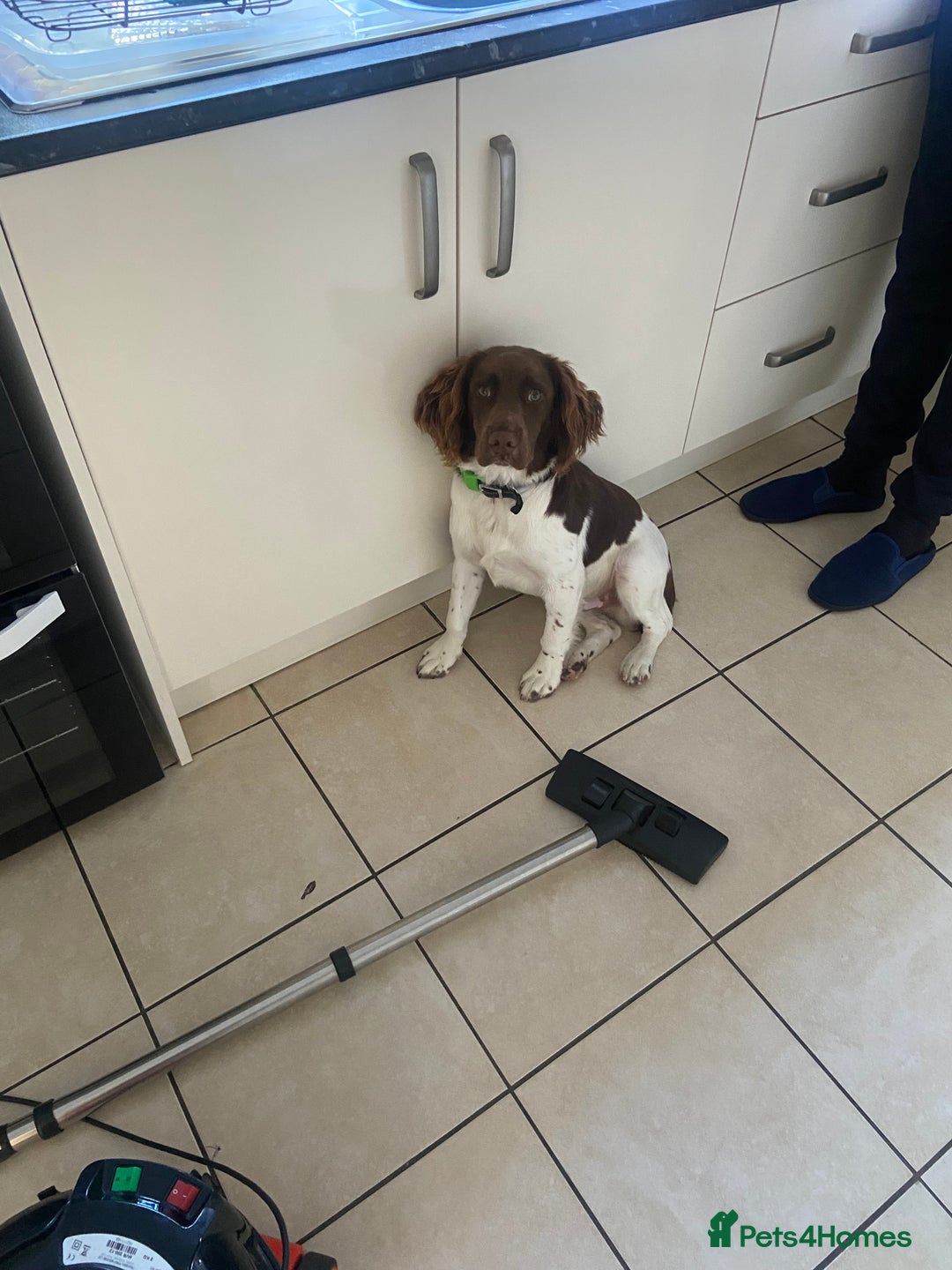 English Springer Spaniel dogs for sale: Springer spaniel  - Image 6
