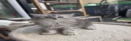 British Longhair cats for sale: British longhair mix fluffy kittens  - Advert 4