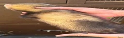 Ferret rodents for sale: Working stock ferret kits  - Advert 4