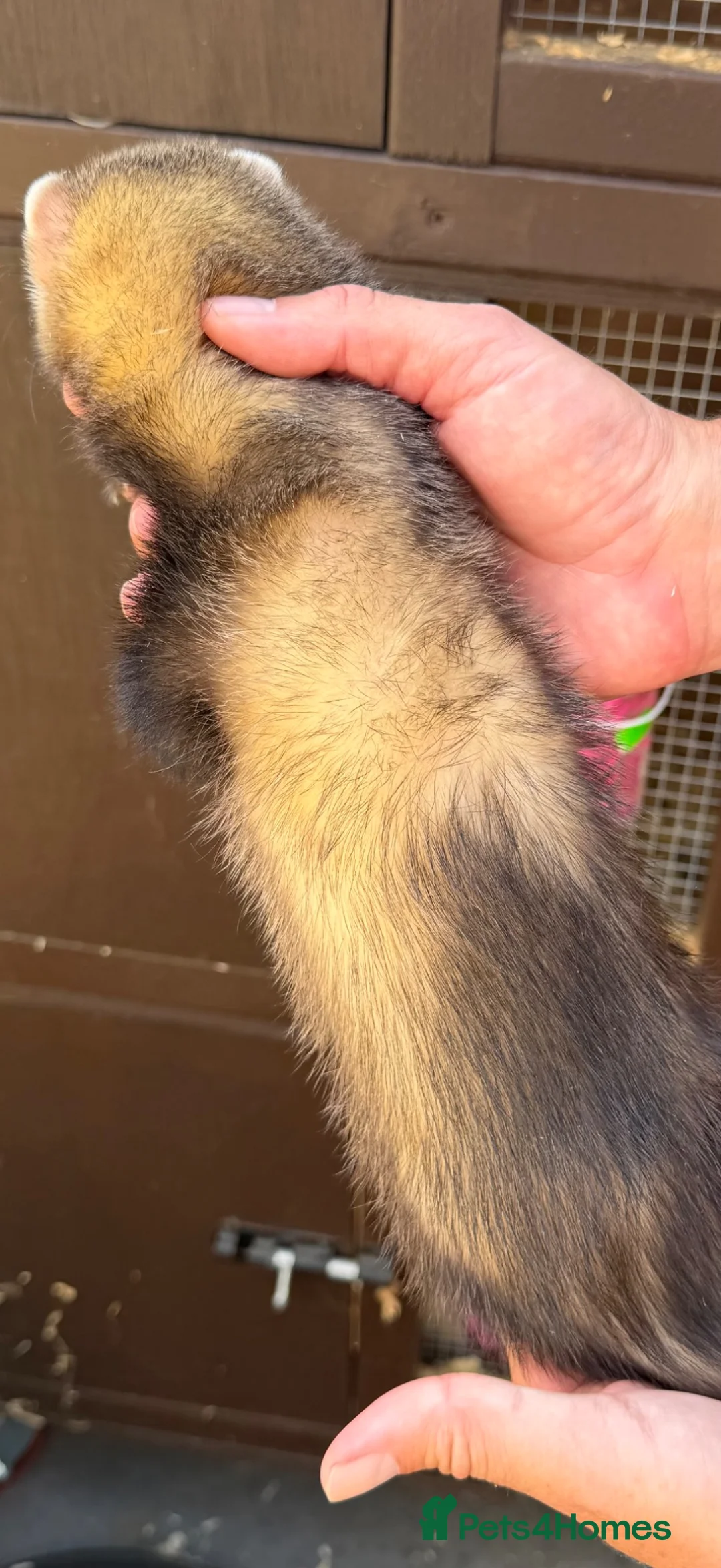 Ferret rodents for sale: Working stock ferret kits  - Advert 4