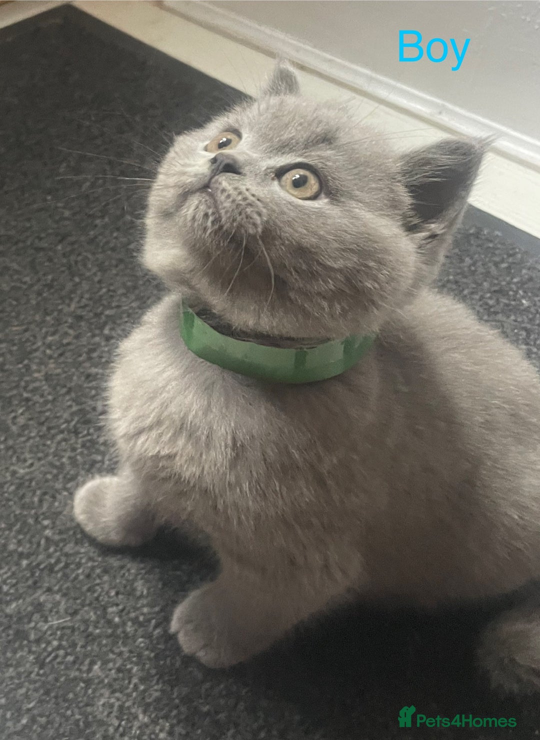 British Shorthair cats for sale: Beautiful British short hair kittens  - Image 7