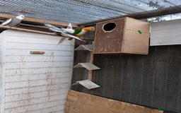 Parrots birds for sale: Cockatiels for sale  - Image 1