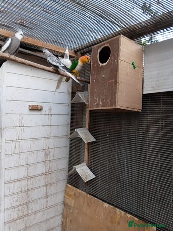 Parrots birds - Advert 15