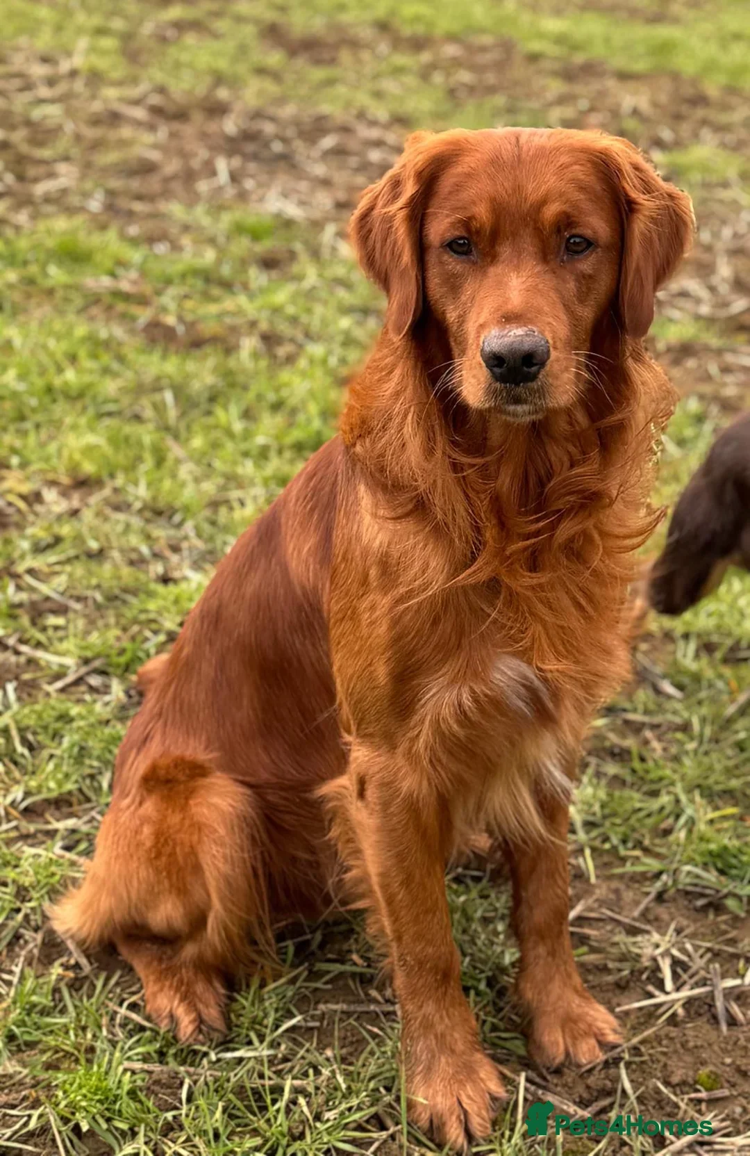 Golden Retriever dogs for sale: Working Golden Retrievers - 3 Males left  - Advert 9