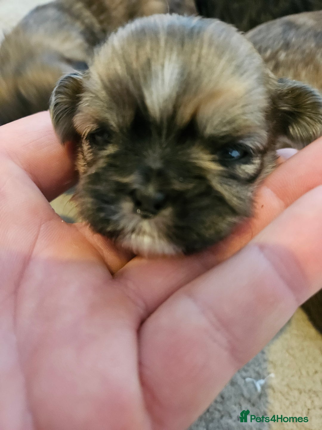 Shih Tzu dogs for sale: Shihtzu puppys  - Advert 5