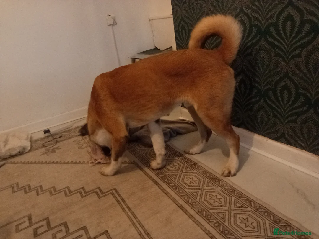 Mixed Breed dogs for sale: BEAUTIFUL 7 MOTHS OLD AMERICAN AKITA  - Advert 5