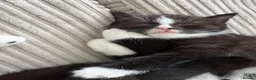 Mixed Breed cats for sale: 🐾 Beautiful and playful Tuxedo & mixed Kittens  - Advert 5