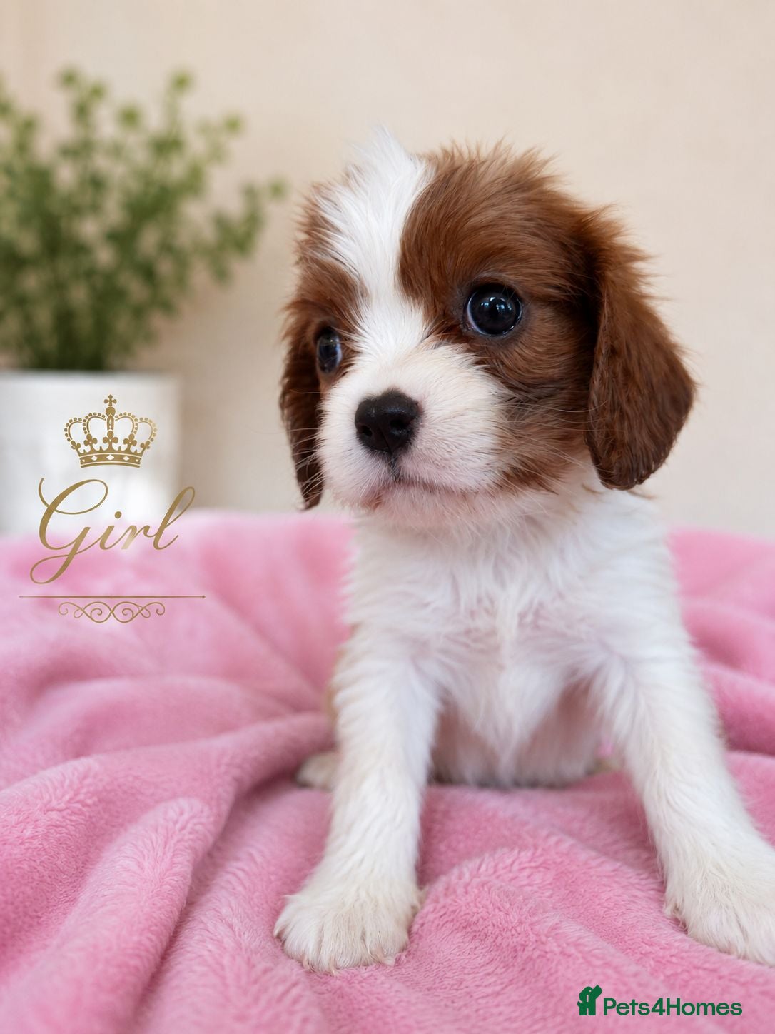 Cavalier King Charles Spaniel dogs 2 Tricolour Boys & 1 Blenheim Girl - Advert 2