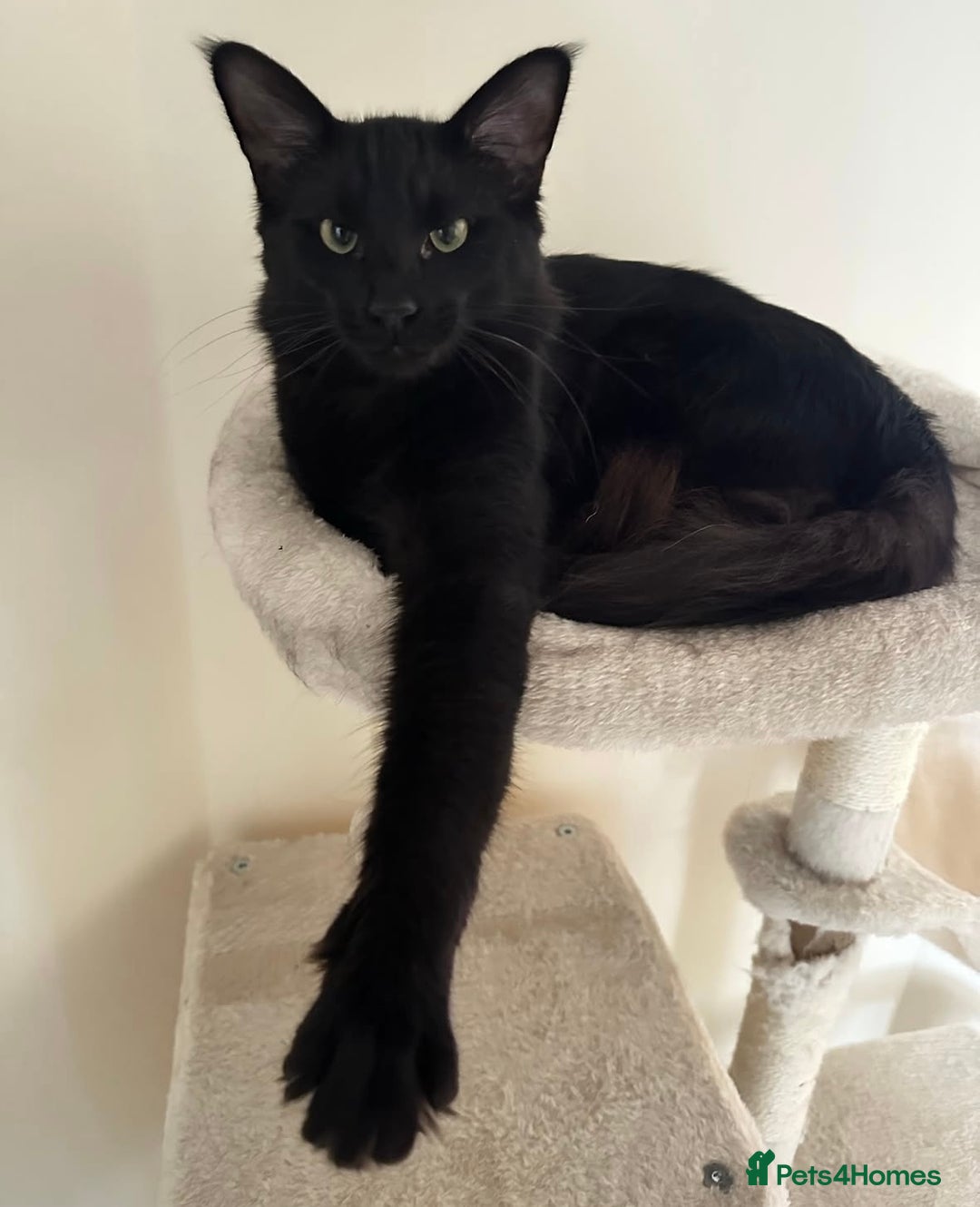 Oriental cats for stud: Guss  - Image 2