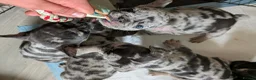 French Bulldog dogs for sale: Happy & Healthy French Bulldog puppies, two girls! - Advert 13