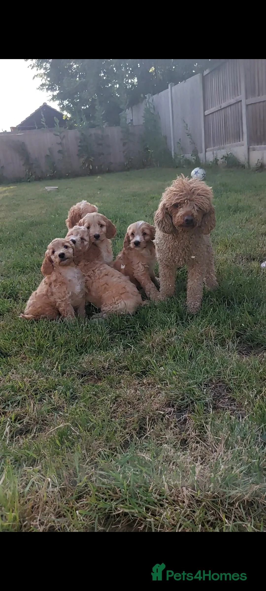 Cavapoo dogs for sale: Exceptional F1 Cavapoo Teddy Bears all males - Advert 10