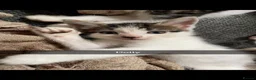 Domestic Shorthair cats for sale: Beautiful playful loving kittens  in Wolverhampton - Advert 2
