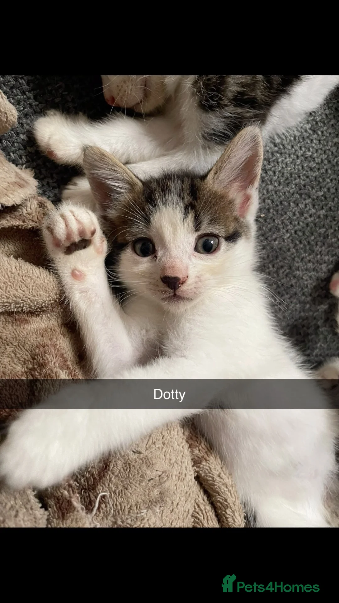 Domestic Shorthair cats for sale: Beautiful playful loving kittens  in Wolverhampton - Advert 2