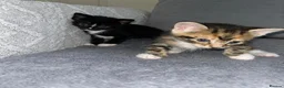 Mixed Breed cats for sale: Beautiful Domestic Shorthair Kittens  🐾 - Advert 23