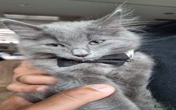 British Longhair cats for sale: Longhair  - Image 1