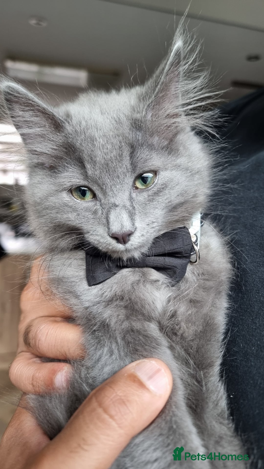 British Longhair cats for sale: Longhair  - Image 1