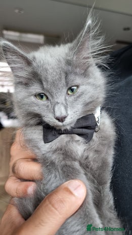 British Longhair cats - Advert 2