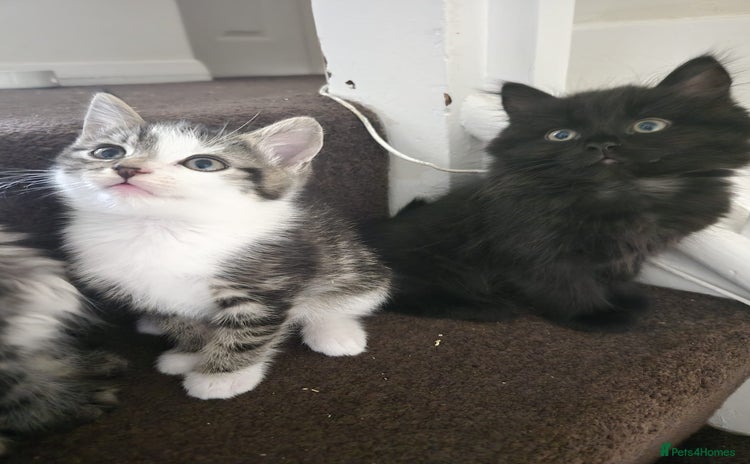 Persian cats - Advert 7