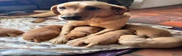 Labrador Retriever dogs for sale: Beautiful labrador puppies - Advert 11