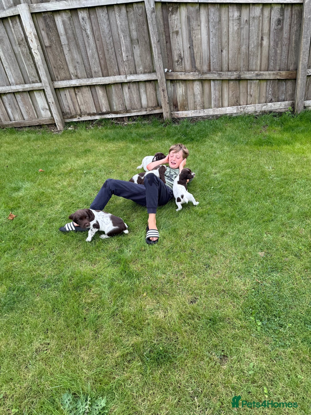 English Springer Spaniel dogs for sale: Springer spaniel puppies for sale  - Image 33