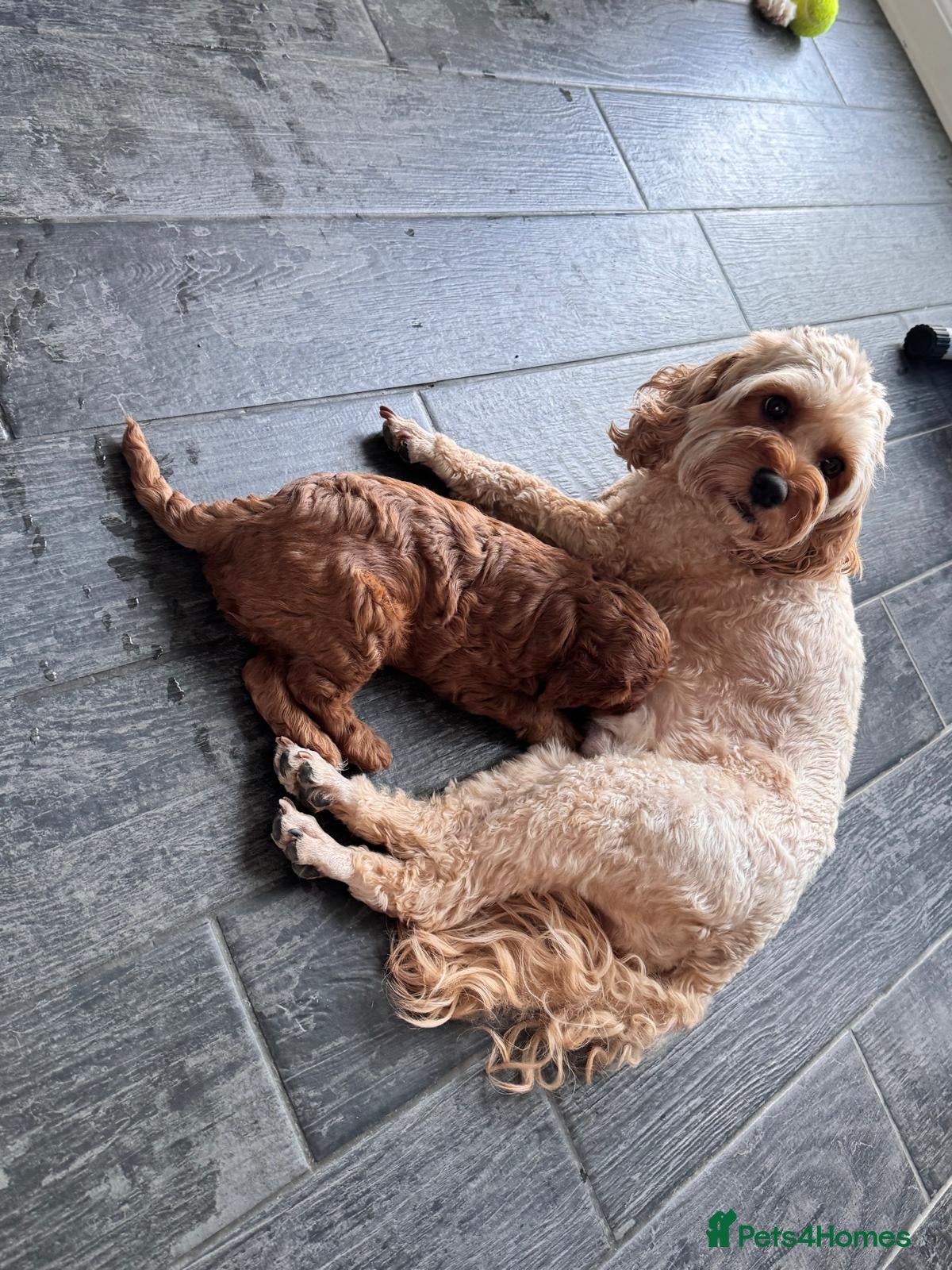 Cavapoo dogs Little teddy bear deep in red  - Advert 13