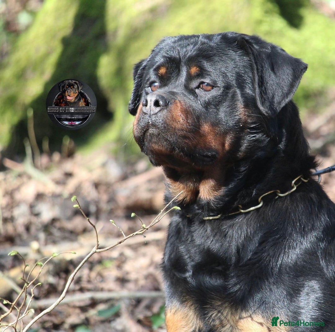 Rottweiler dogs for sale: Top KC Registered Rottweiler Puppies For Sale - Image 12