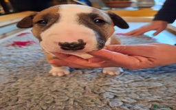English Bull Terrier dogs for sale: 4 English bull terrier pups 2 male 2 female  - Image 13