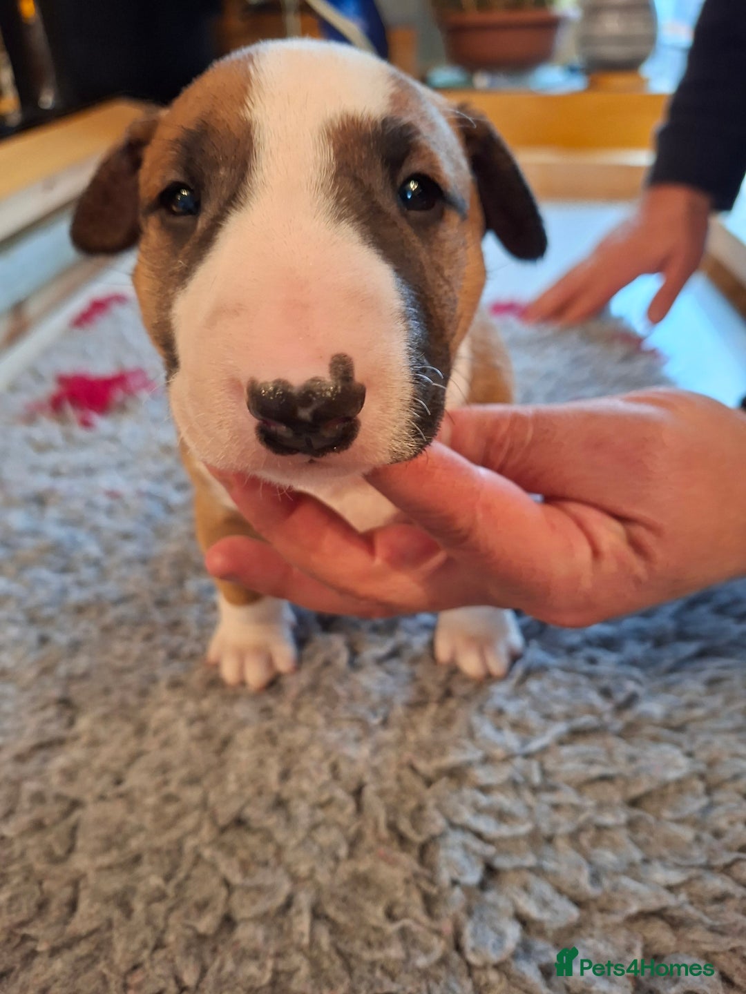 English Bull Terrier dogs for sale: 4 English bull terrier pups 2 male 2 female  - Image 13
