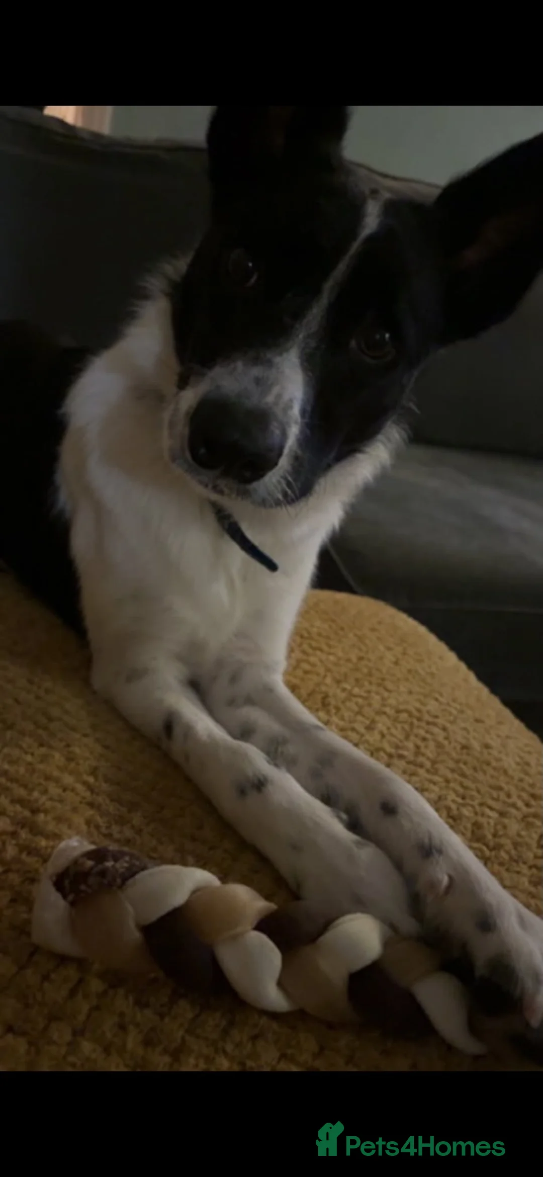 Border Collie dogs for sale: Freddie for rehoming - Advert 4