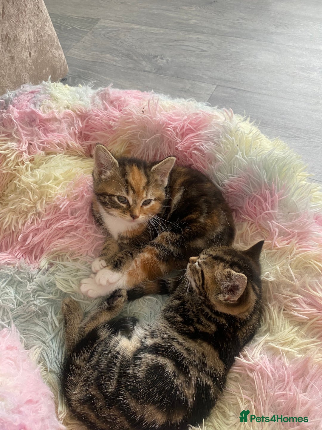Mixed Breed cats for sale: Cutest kittens  - Image 5