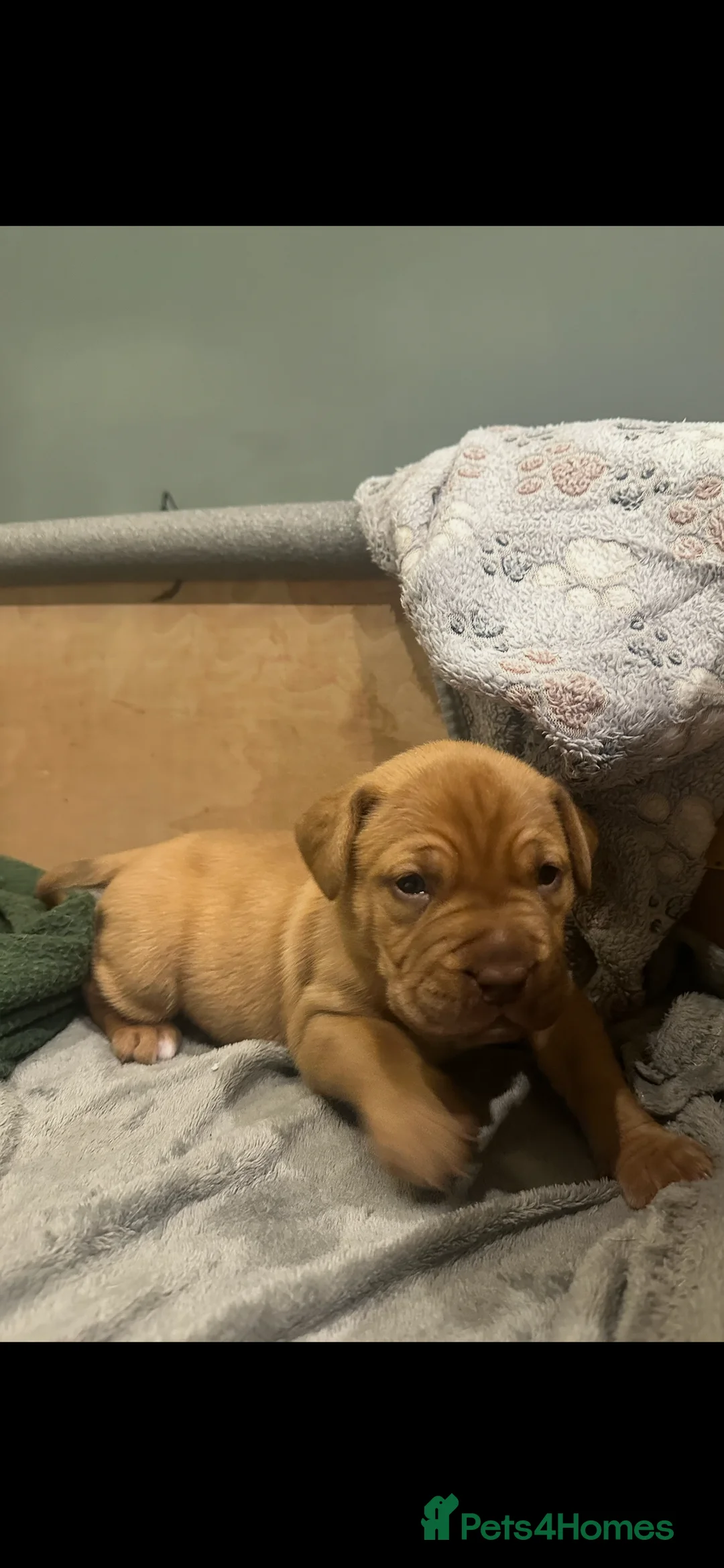 Dogue De Bordeaux dogs for sale: CHAMPION BLOODLINE chunky Dogue de Bordeaux Pup - Advert 29