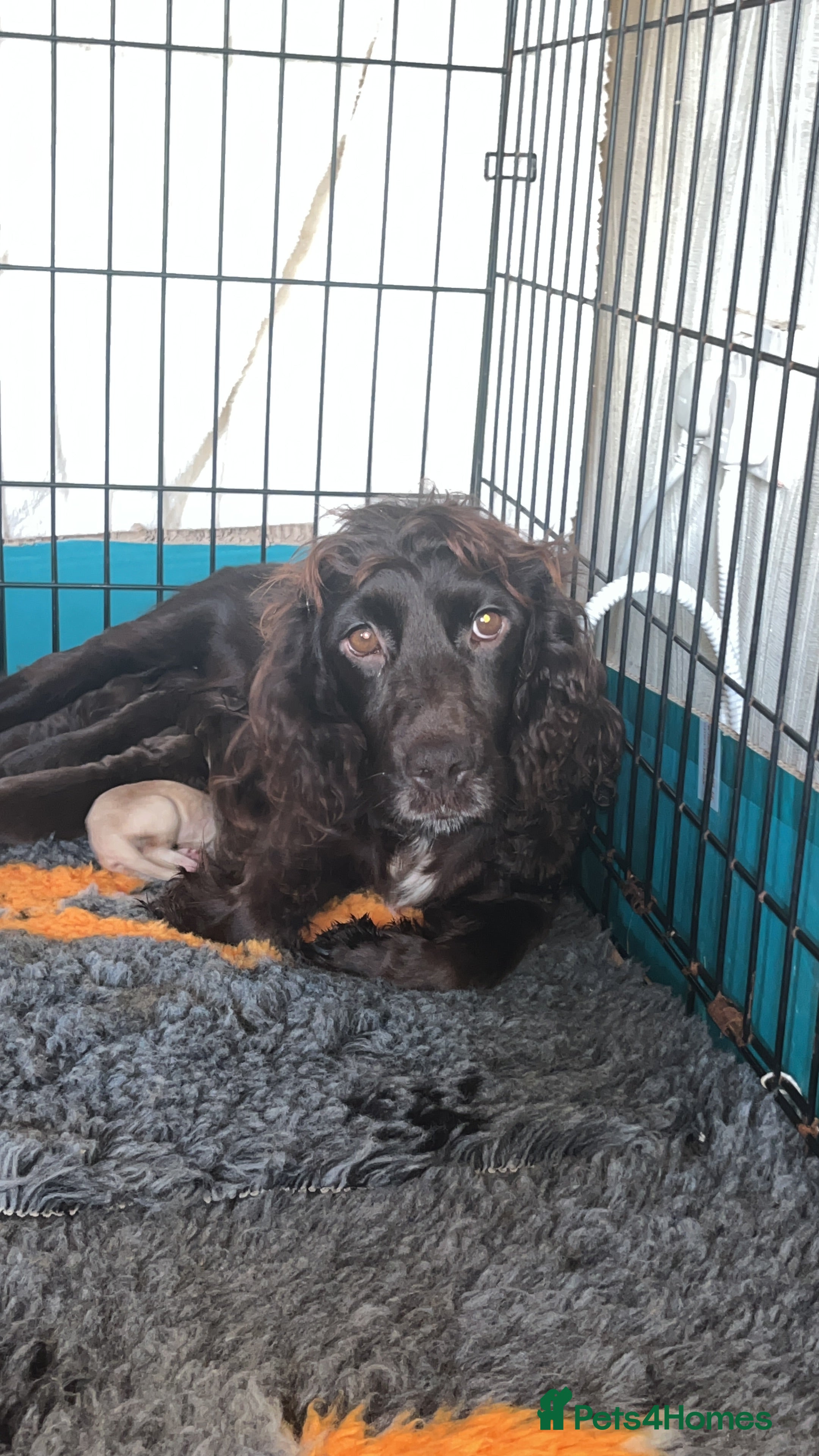 Cocker Spaniel dogs Beautiful cocker spaniel puppy’s  - Advert 1