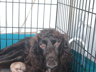 Cocker Spaniel dogs Beautiful cocker spaniel puppy’s - Advert 1