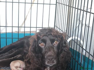 Cocker Spaniel dogs Beautiful cocker spaniel puppy’s - Advert 16