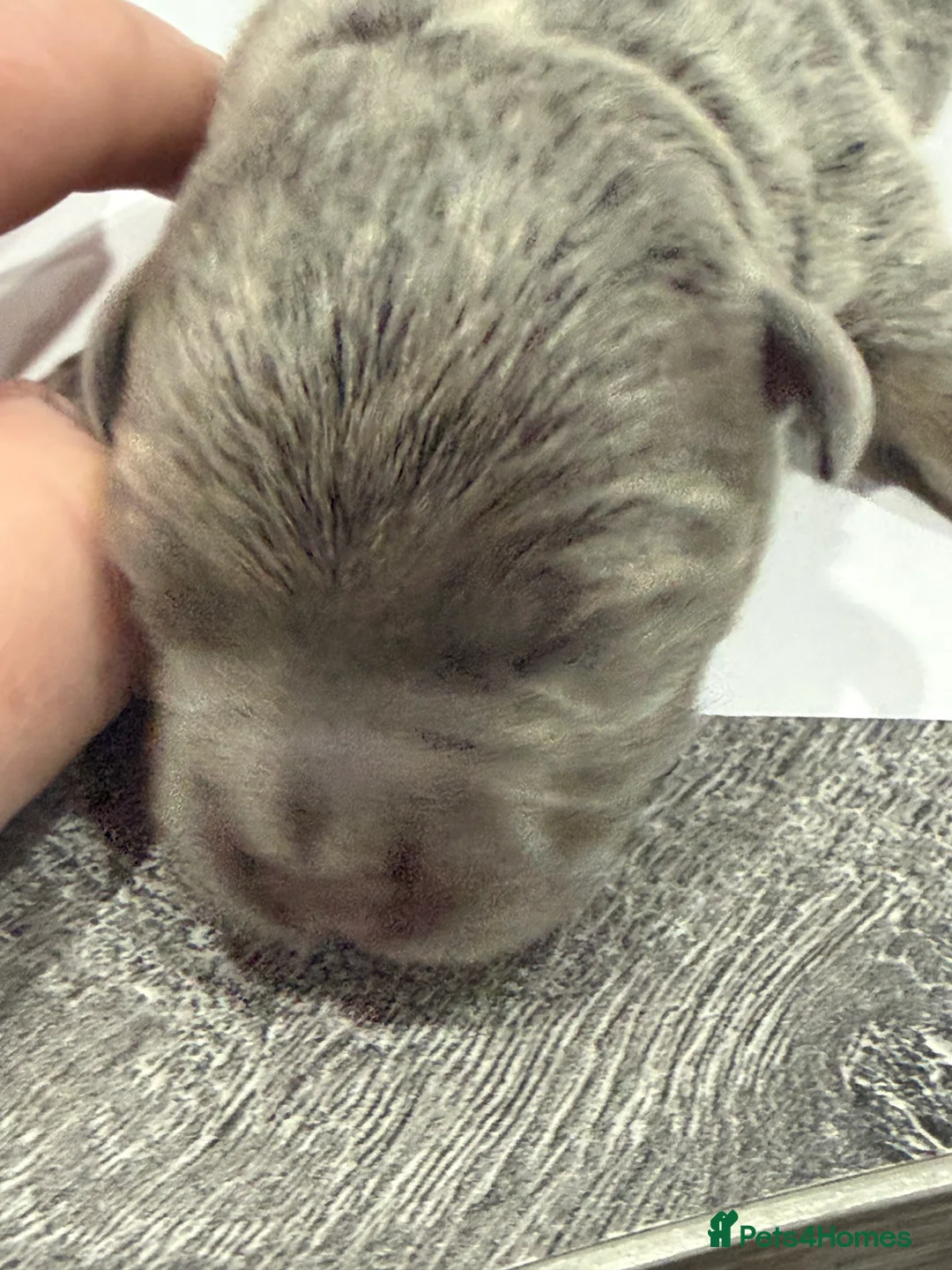 Jack Russell dogs for sale: Jack Russell Puppies – Chocolate, Blue & Lilac - Advert 5