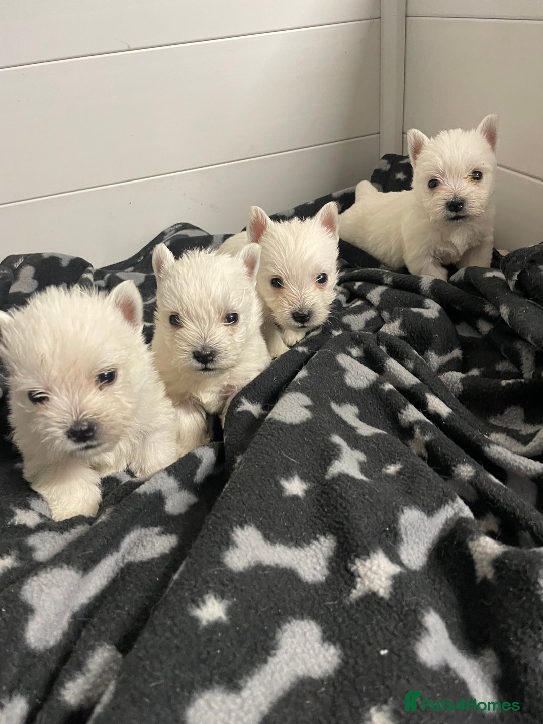 West Highland Terrier dogs for sale: Beautiful west highland puppies - Advert 18