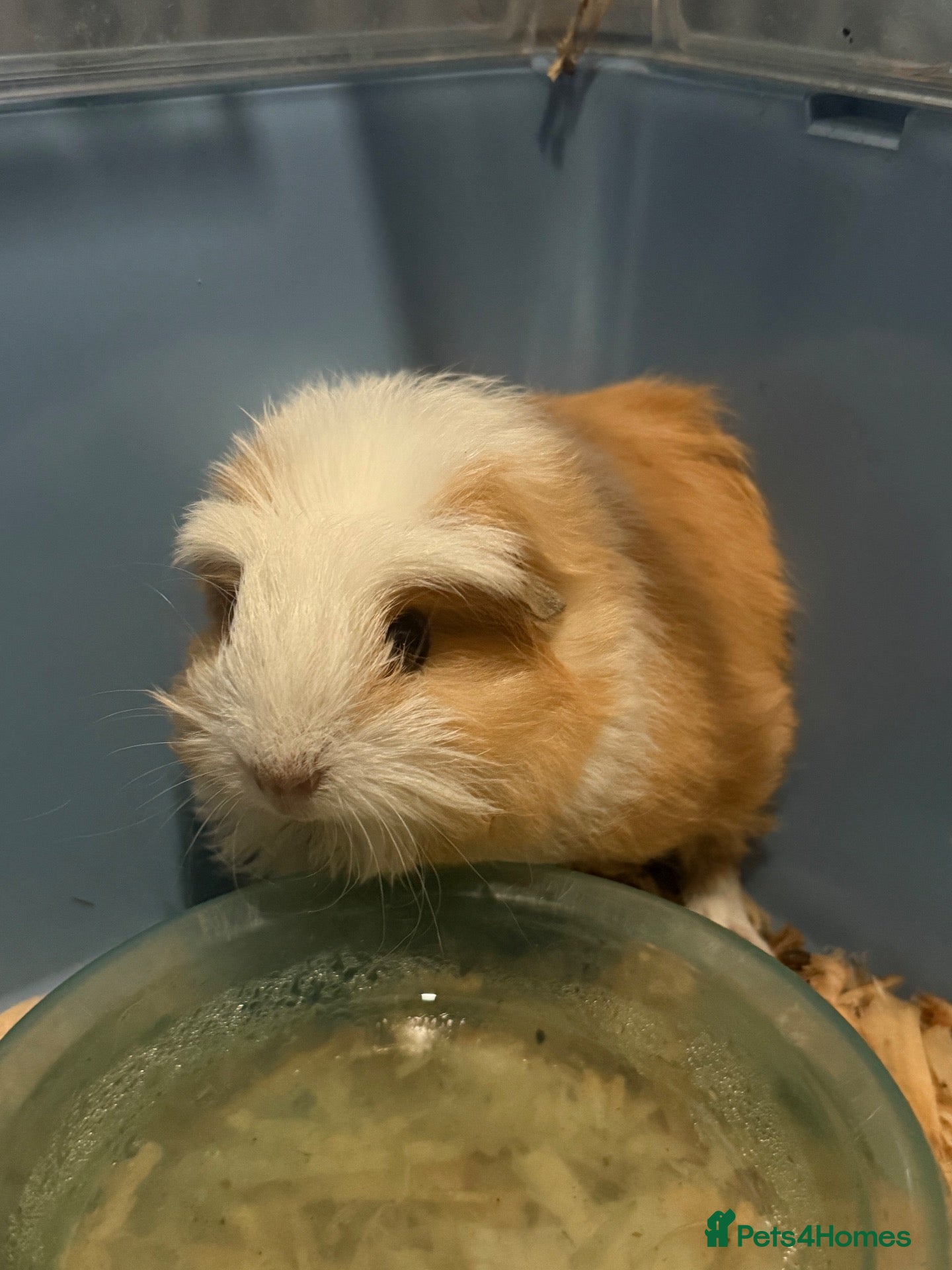 Guinea Pig rodents 1 sow and 1 boar available  - Advert 10