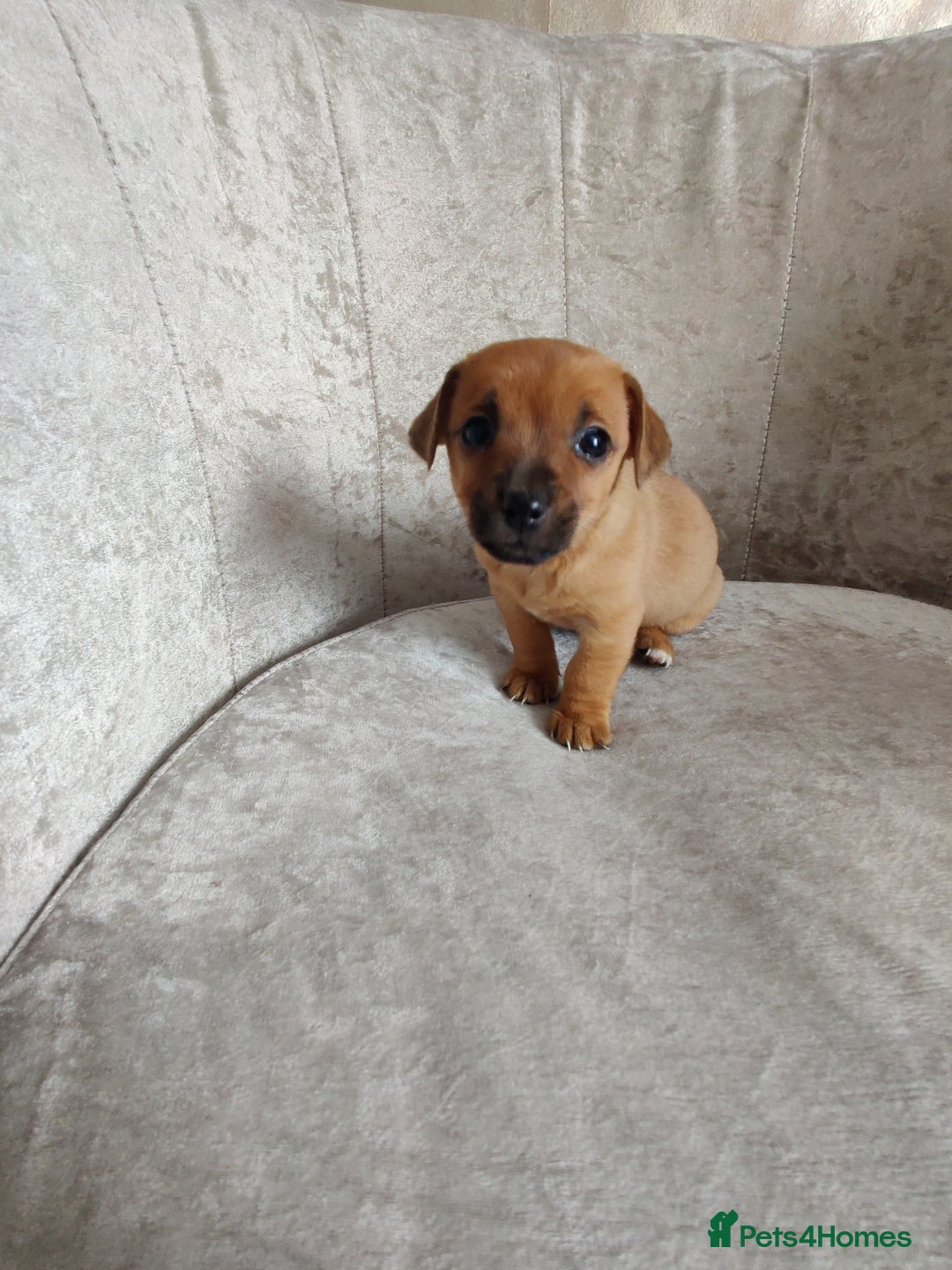 Mixed Breed dogs for sale: Four Little Ones:Sweet Female Puppies Seeking Home - Image 16