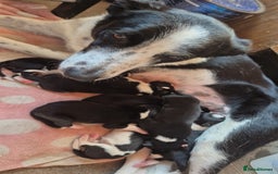 Border Collie dogs for sale: Border Collie Pups - Image 5