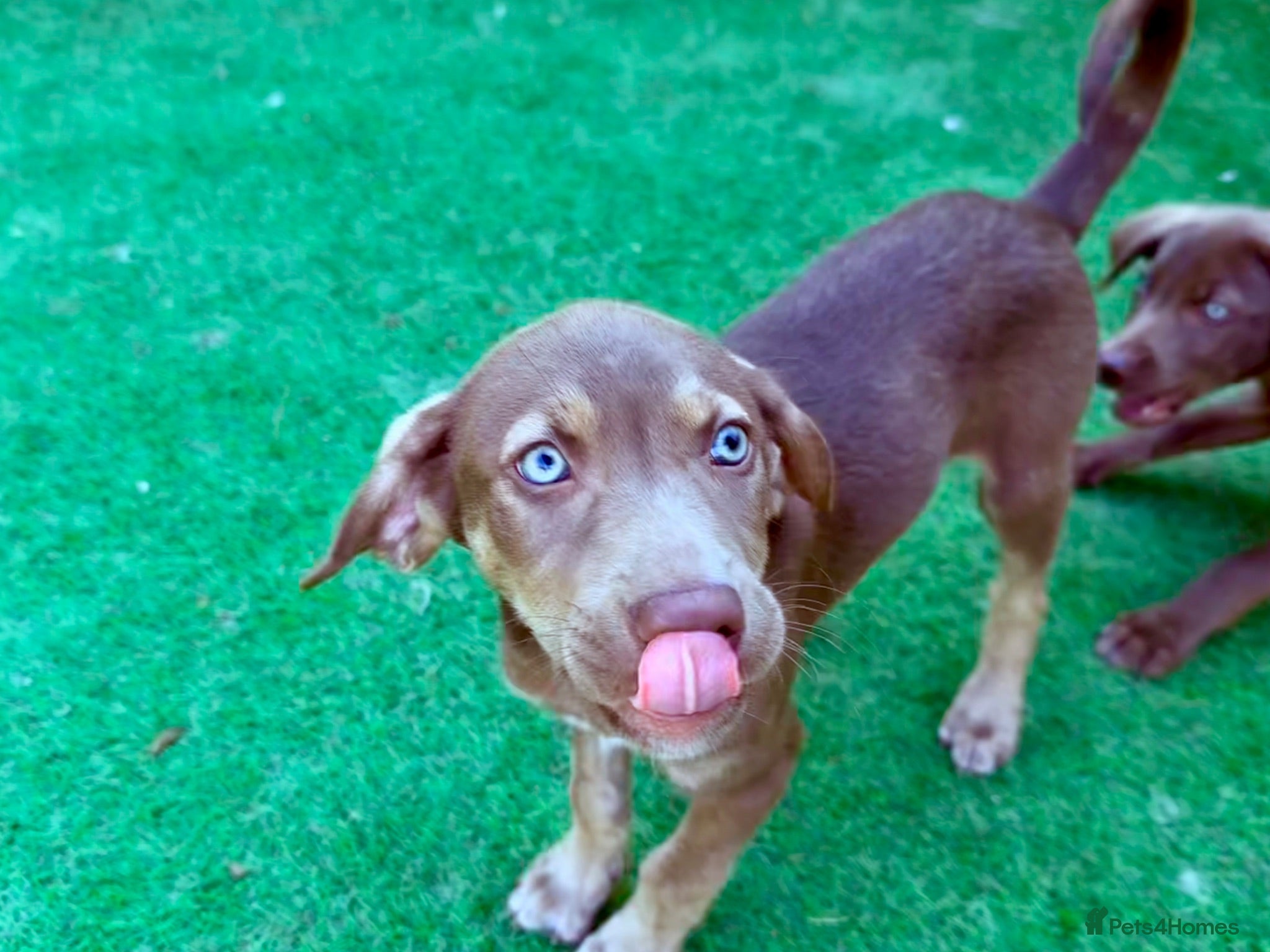 Mixed Breed dogs ONE BOY Husky Shepherd x Weimaraner READY NOW  - Advert 2