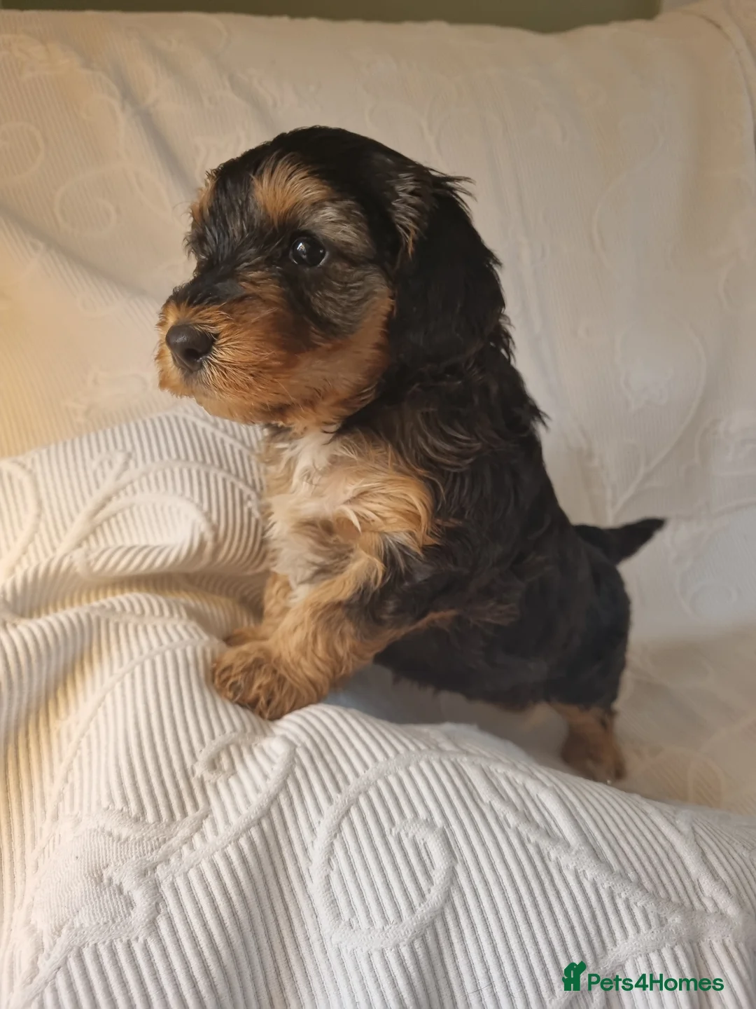 Cockapoo dogs for stud: Extensively DNA tested, experienced Sable Cockapoo in Wrexham - Advert 9