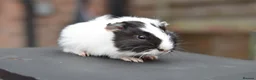 Guinea Pig rodents for sale: Baby Guinea Pigs Looking For New Homes - Advert 2