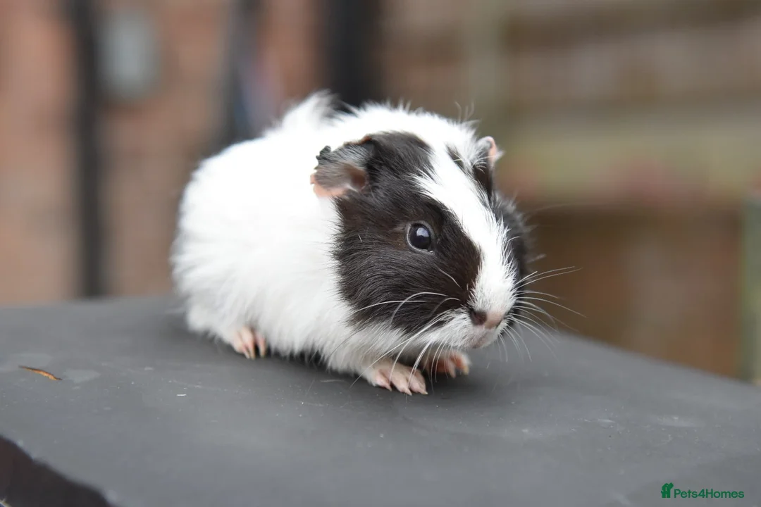 Guinea Pig rodents for sale: Baby Guinea Pigs Looking For New Homes - Advert 2