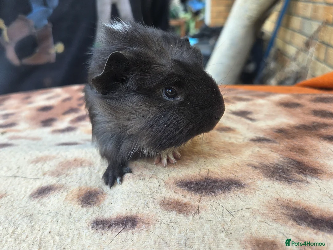 Guinea Pig rodents for sale: Adorable guinea pigs looking for homes  - Advert 2