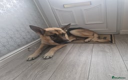 German Shepherd dogs for sale: German Shepherd  - Image 5