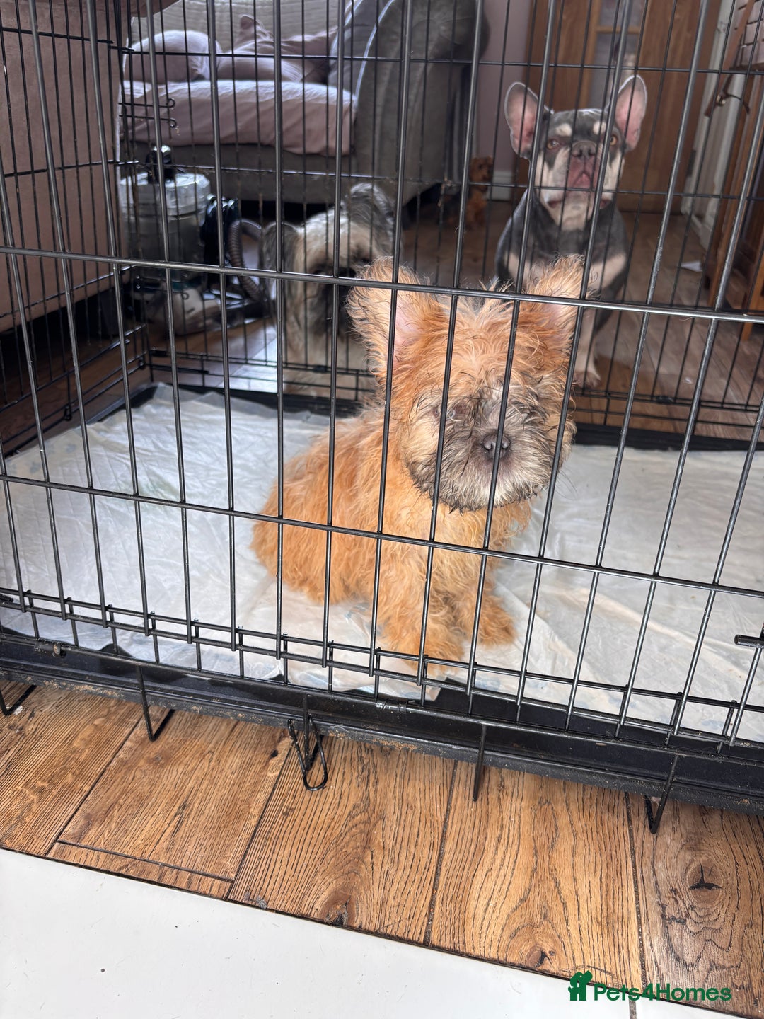 French Bulldog dogs for sale: French Bulldogs  - Image 2