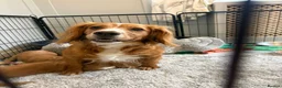 Cocker Spaniel dogs for sale: Beautiful Golden cockers free insurance with agria - Advert 3