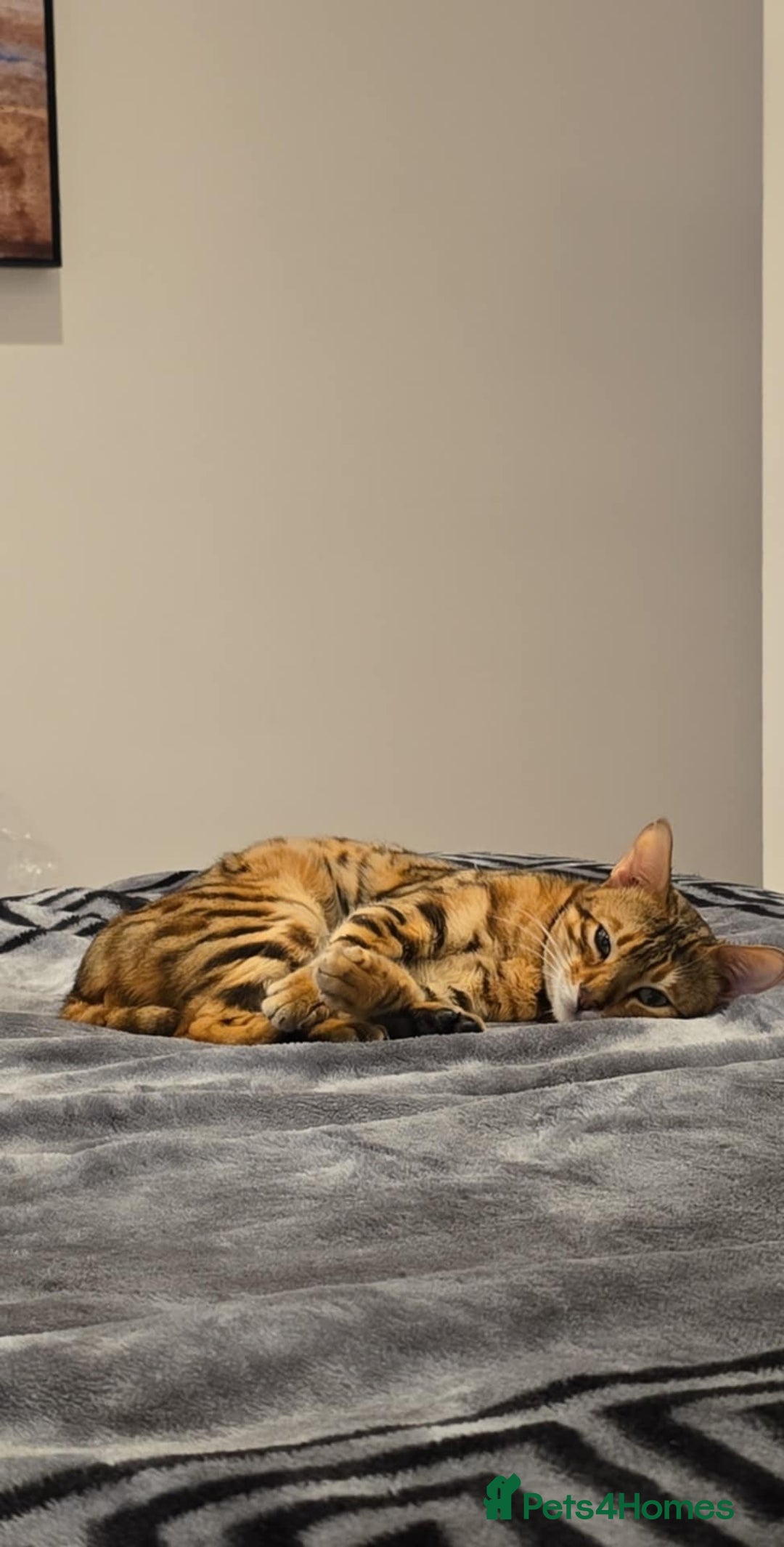 Bengal cats for sale: Beautiful Pure Bengal Boy - Advert 6