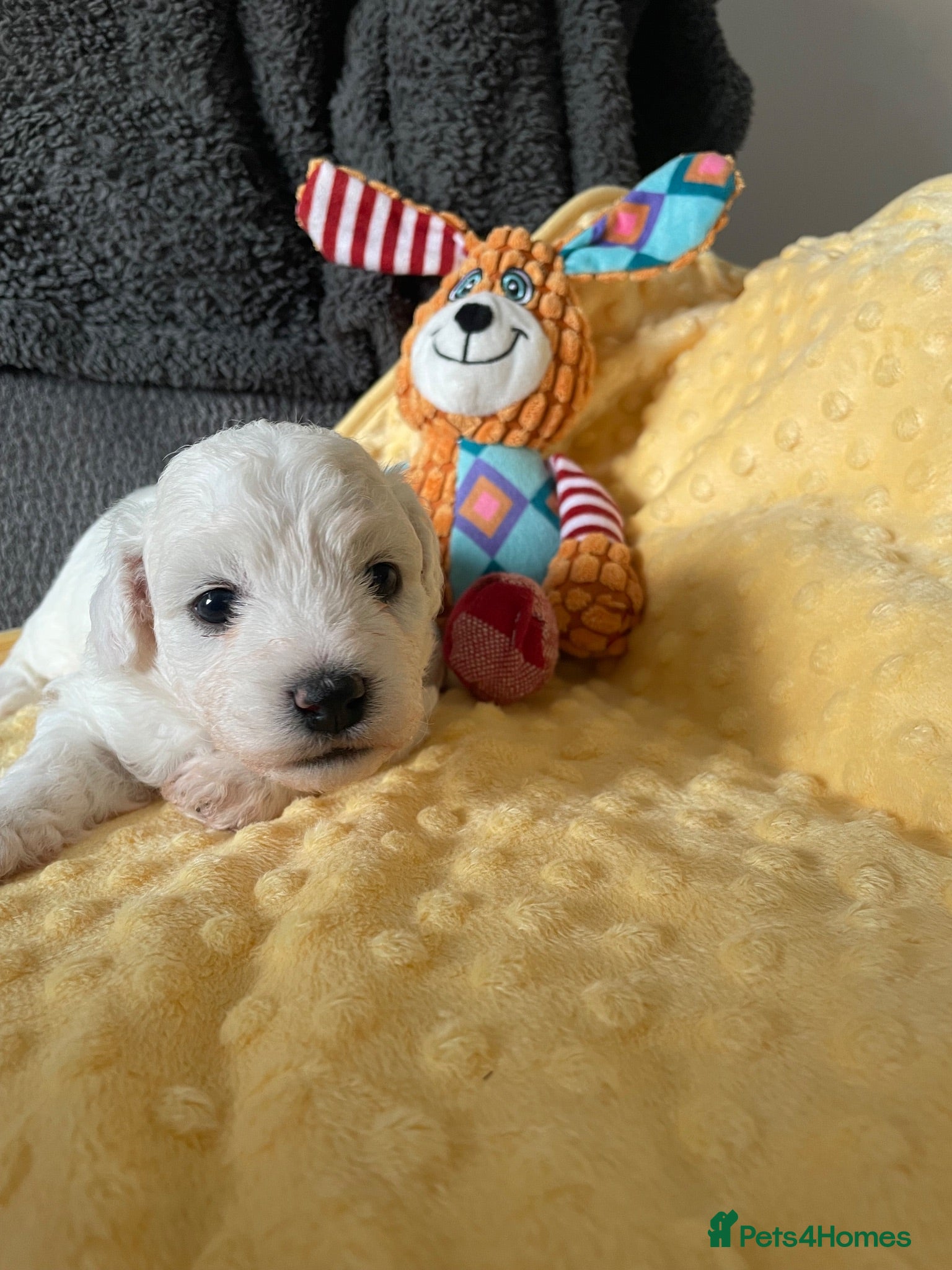 Bichon Frise dogs Bonnie - Advert 2